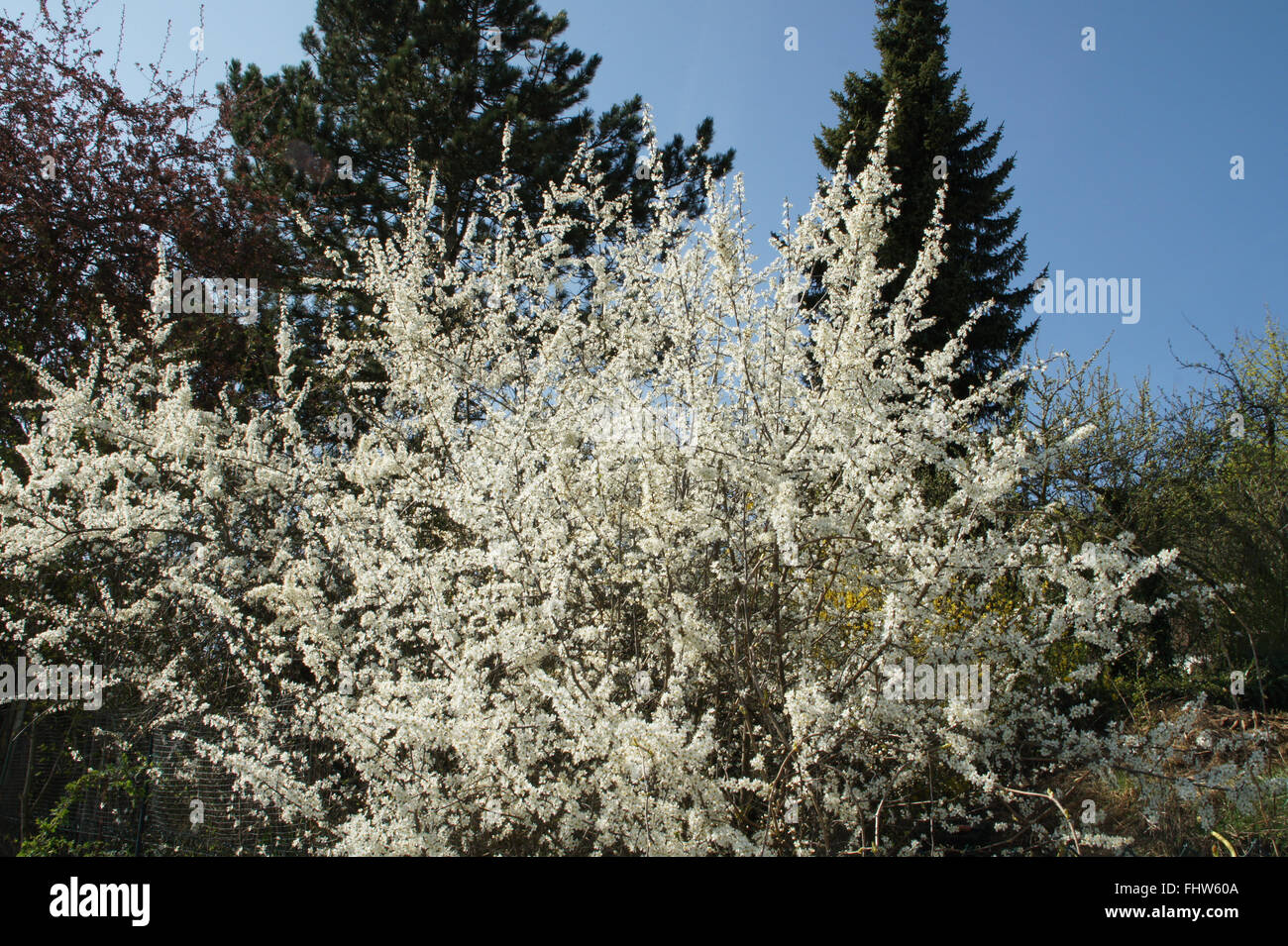 Prunus spinosa, Blackthorn Stock Photo Alamy