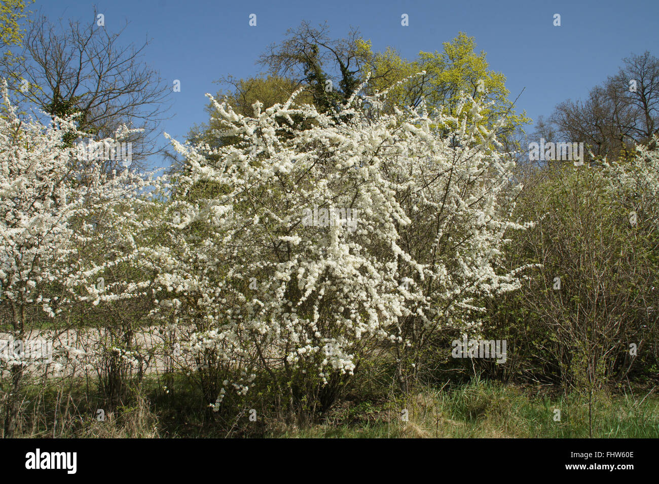 Prunus spinosa, Blackthorn Stock Photo Alamy
