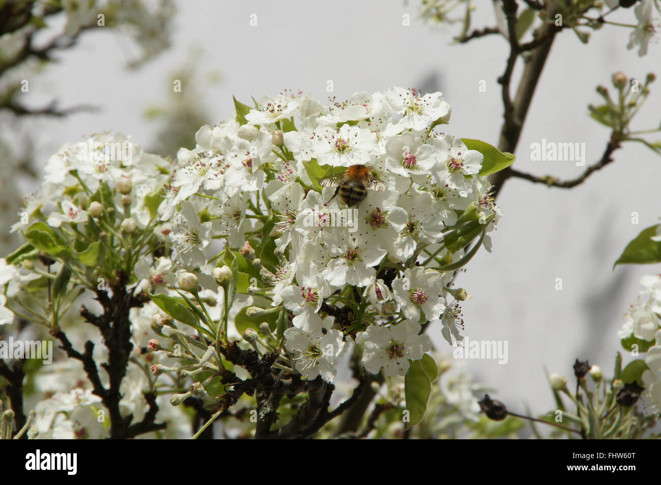 Birnbaum garten hires stock photography and images Alamy