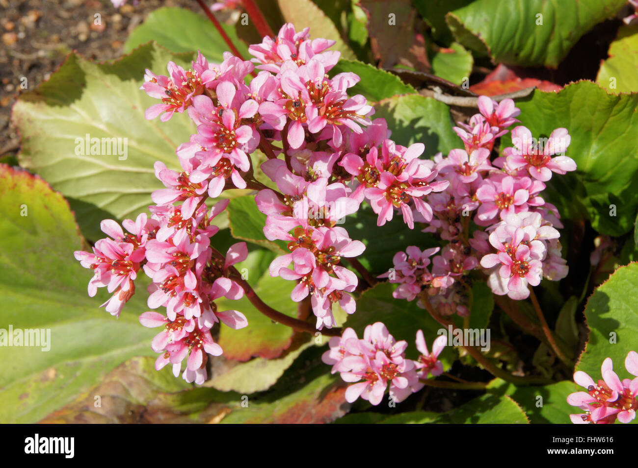 Bergenia crassifolia, Winter-blooming bergenia Stock Photo
