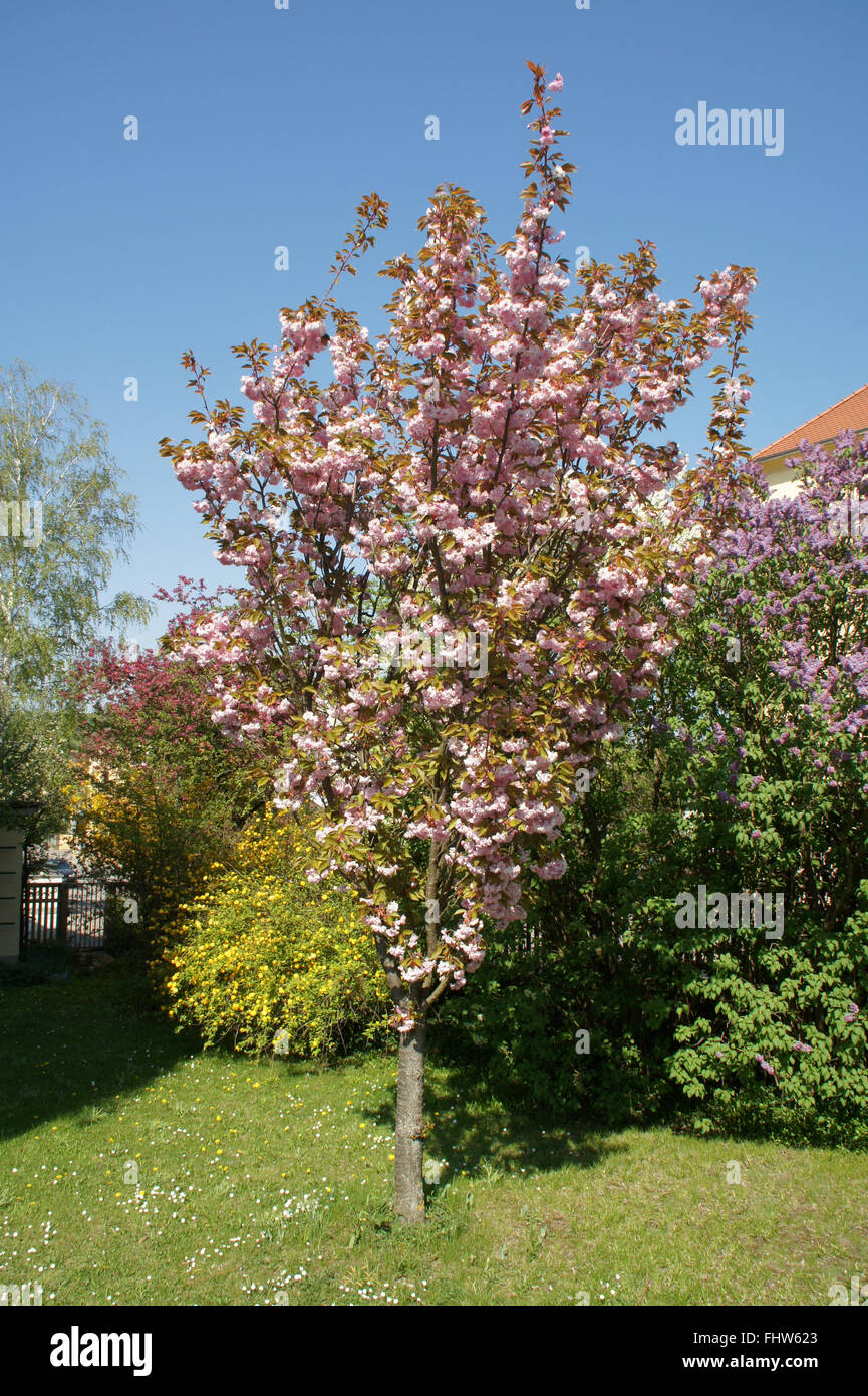 Prunus serrulata Kanzan, Flowering cherry Stock Photo