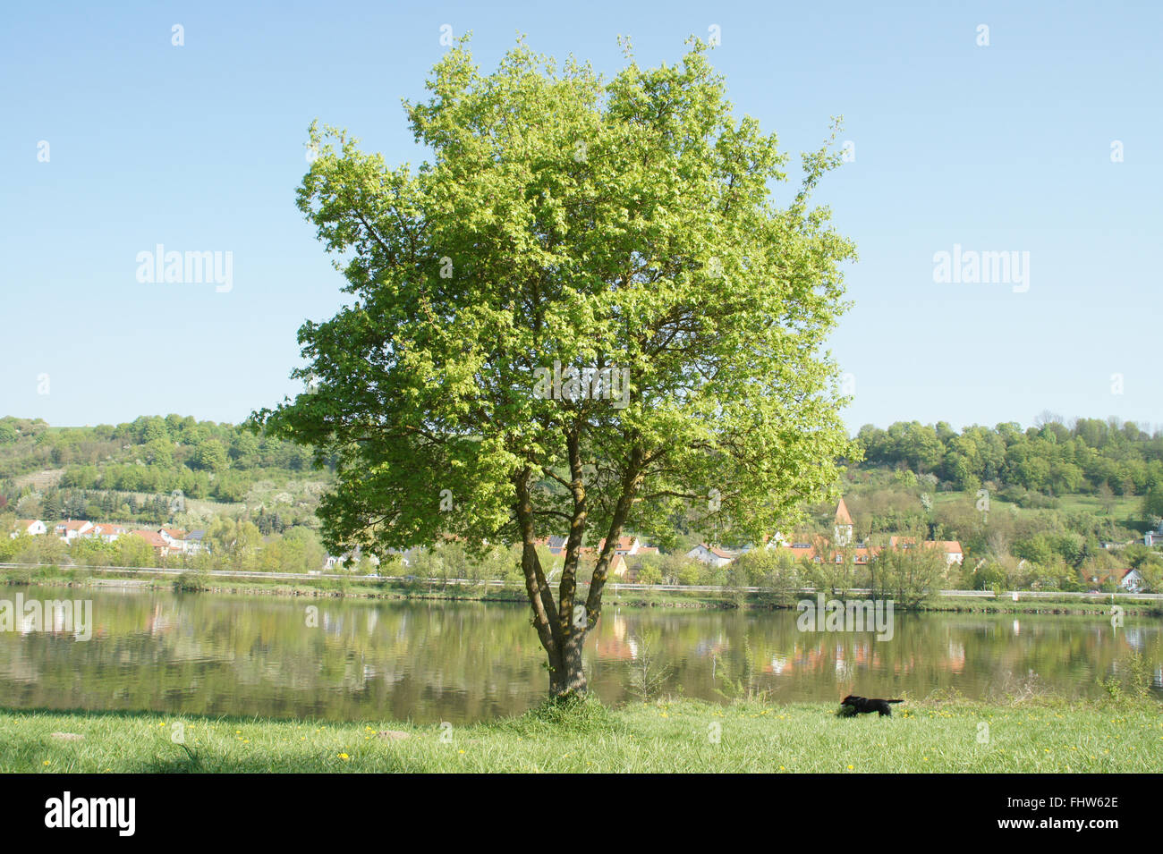 Acer campestre, Field maple Stock Photo - Alamy