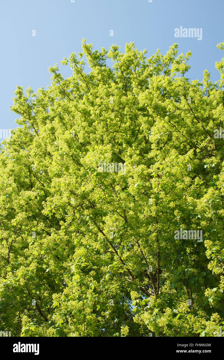 Acer campestre, Field maple Stock Photo - Alamy