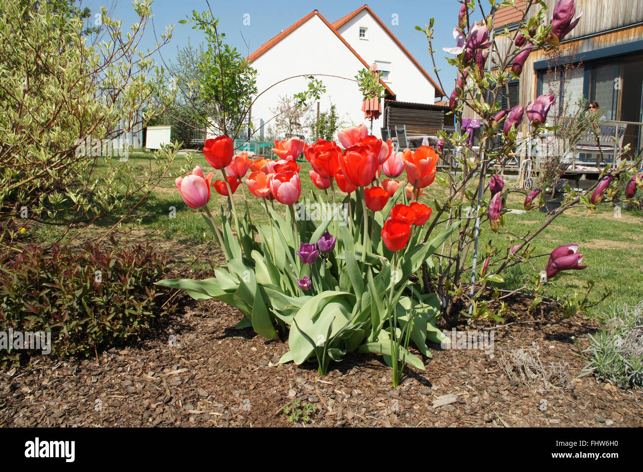 Tulipa, Tulip Stock Photo