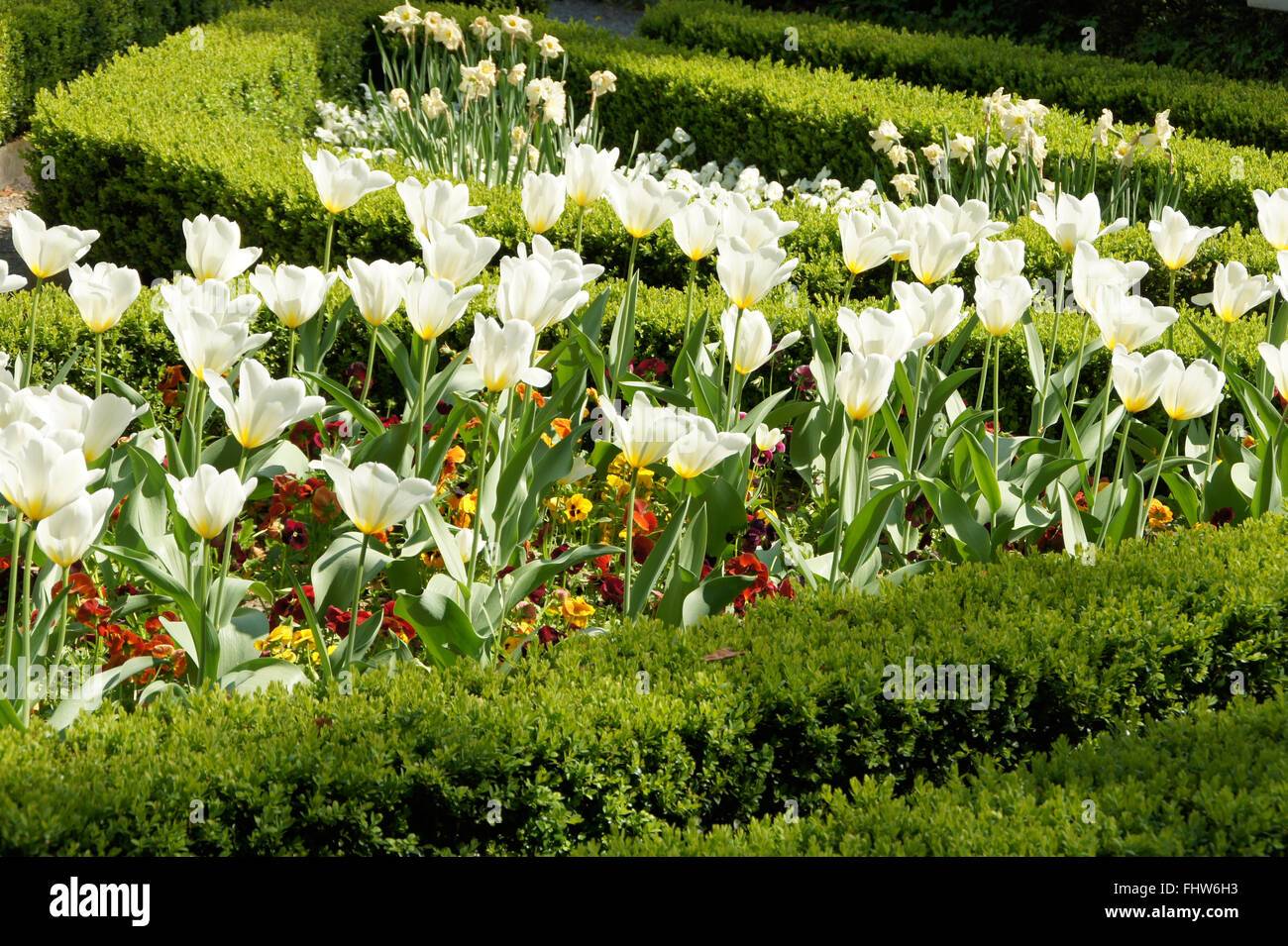 Tulipa White Triumphator, Lily flowered tulip Stock Photo