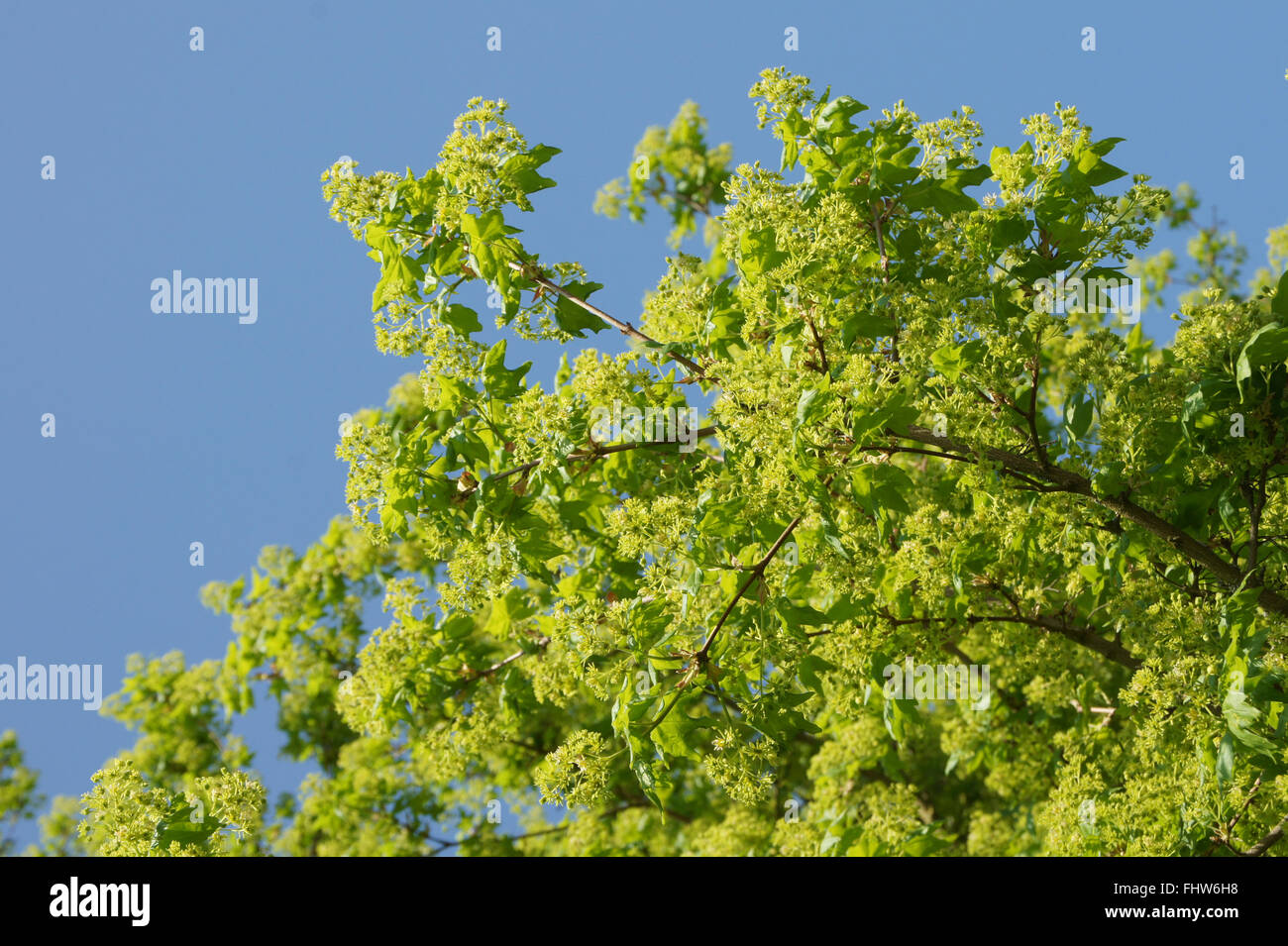 Acer campestre, Field maple Stock Photo - Alamy