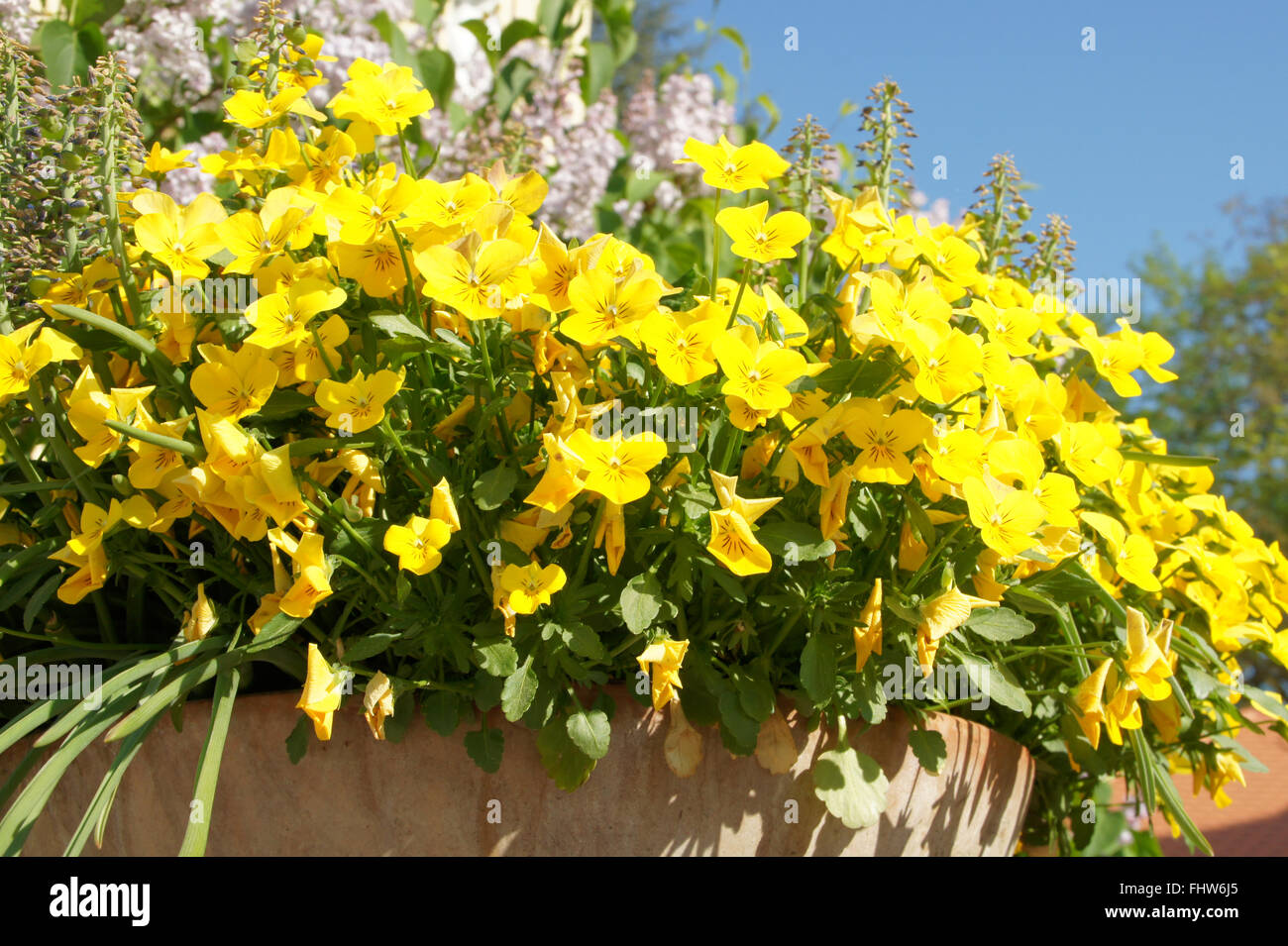 Viola cornuta, Horned pansy Stock Photo