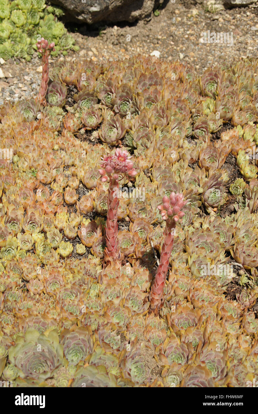 Sempervivum marmoreum, Alpine houseleek Stock Photo