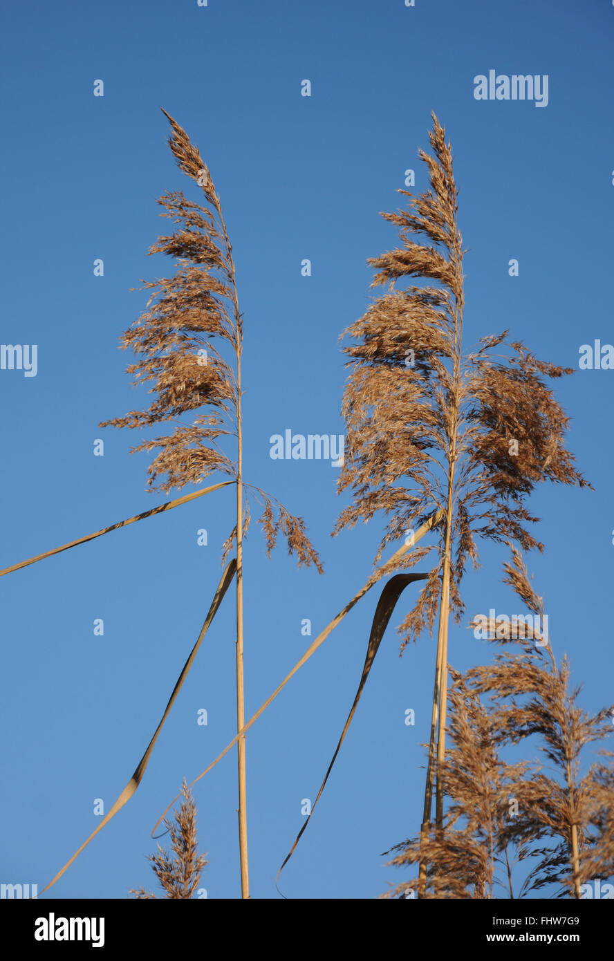 Phragmites australis, Reed Stock Photo - Alamy