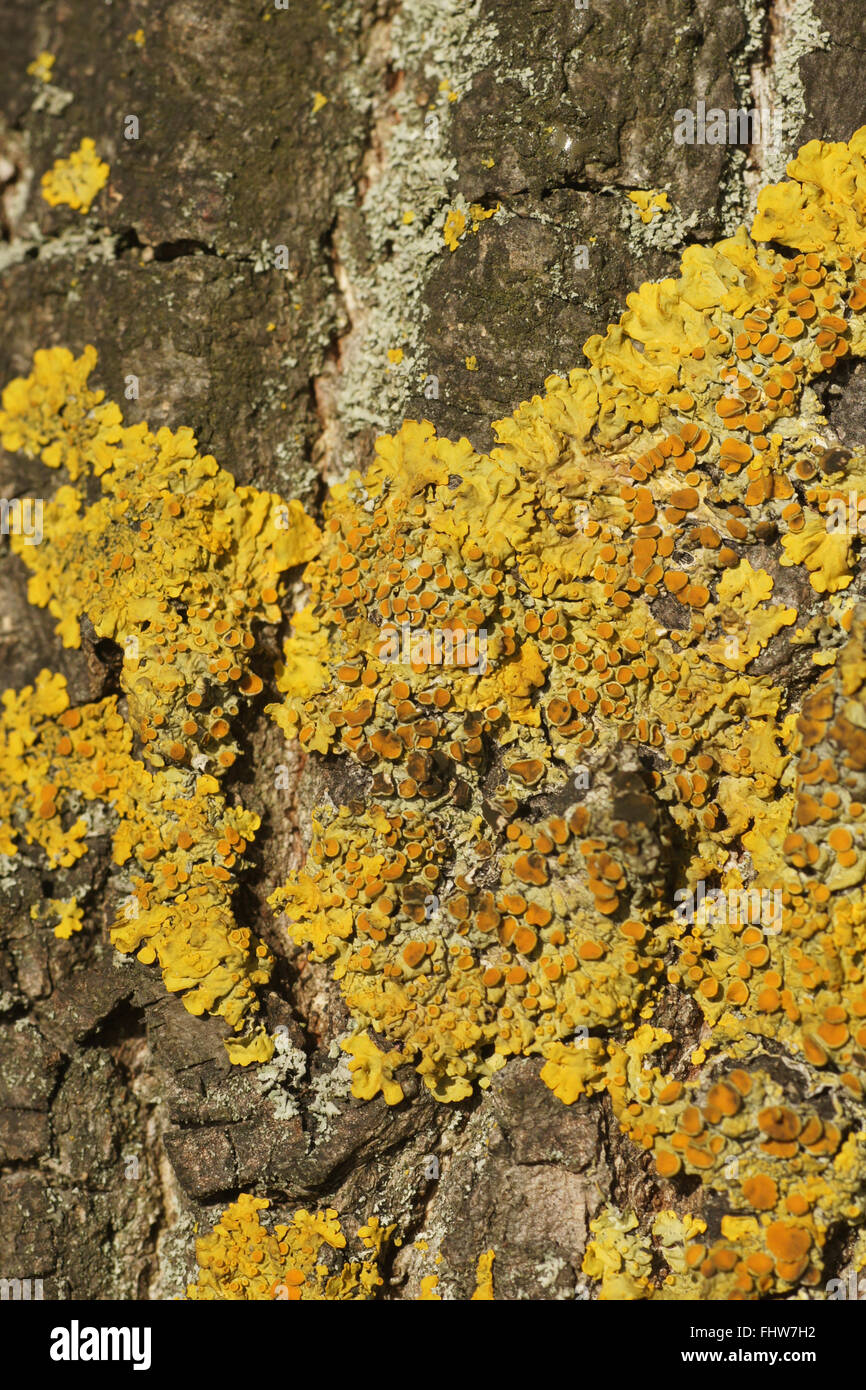 Xanthoria parietina, Common orange lichen Stock Photo