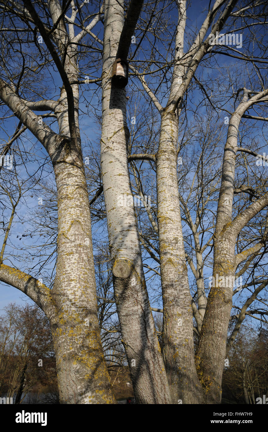 Populus alba, Silver poplar Stock Photo