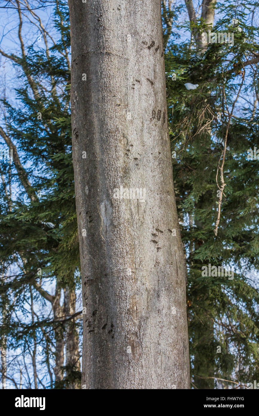 Bear Beech Tree American black bear on tree hi-res stock photography and images - Alamy