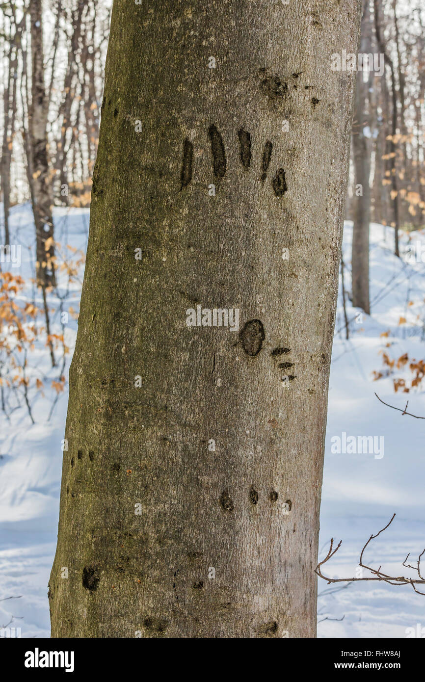 American Black Bear claw marks made on the trunk of an American Beech
