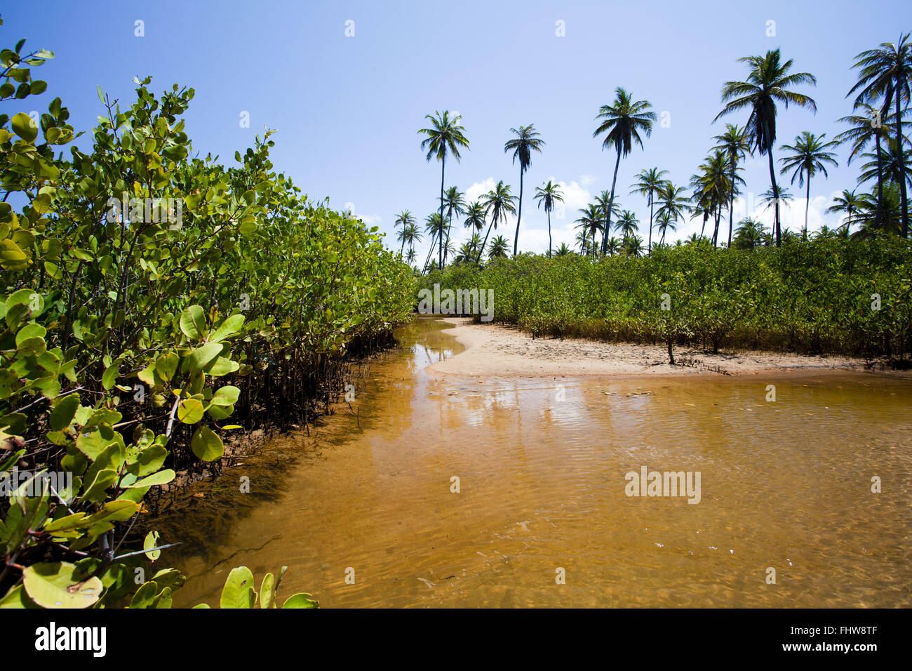 Mangrove in Imbassai Beach - north coast Stock Photo