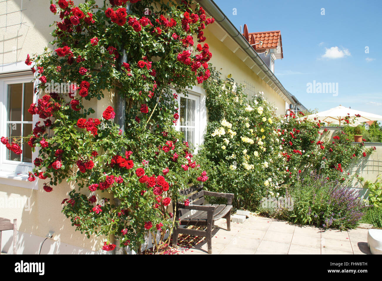 Rose espalier hires stock photography and images Alamy