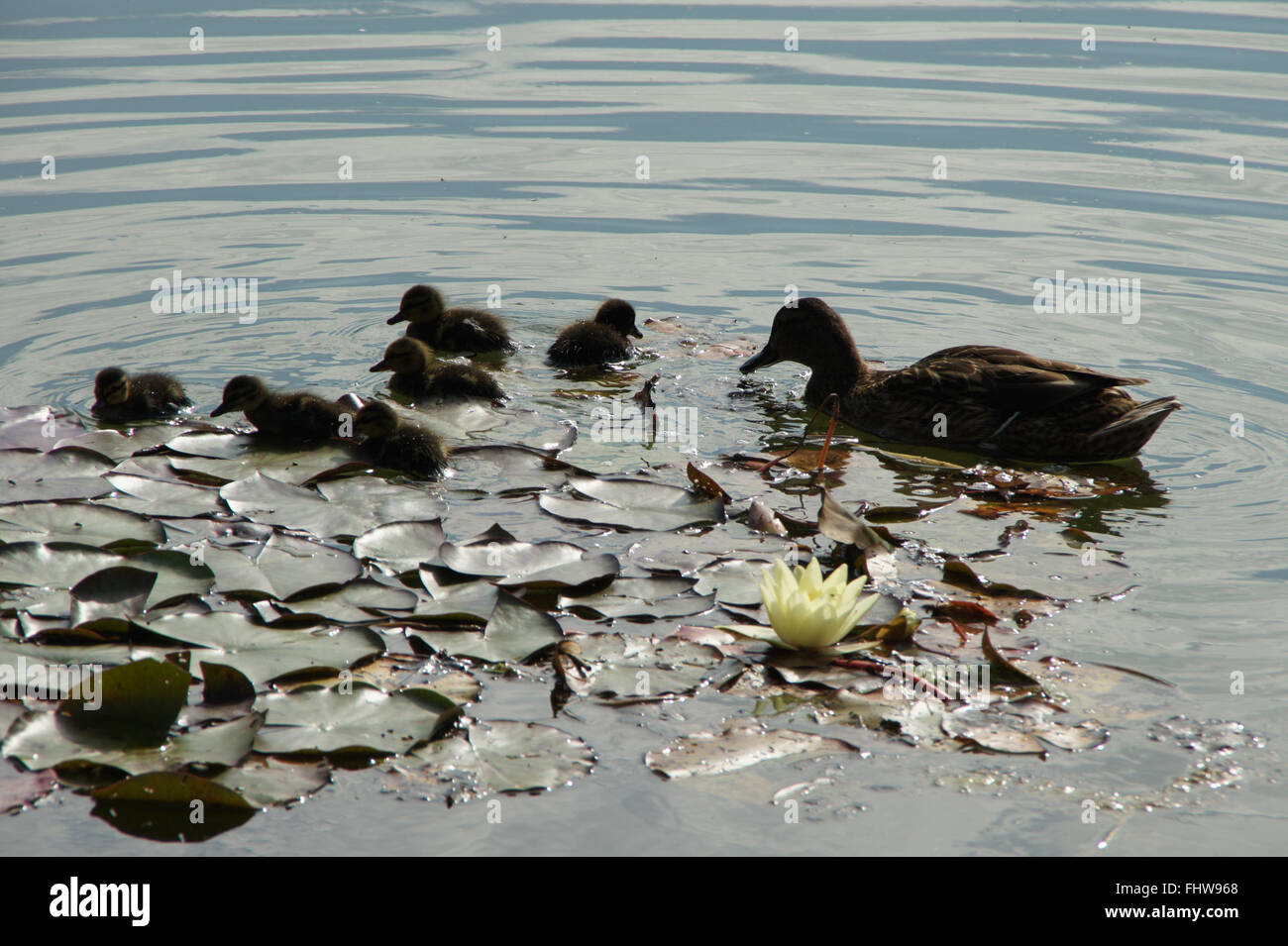 Anas platyrhynchos, Mallard Stock Photo