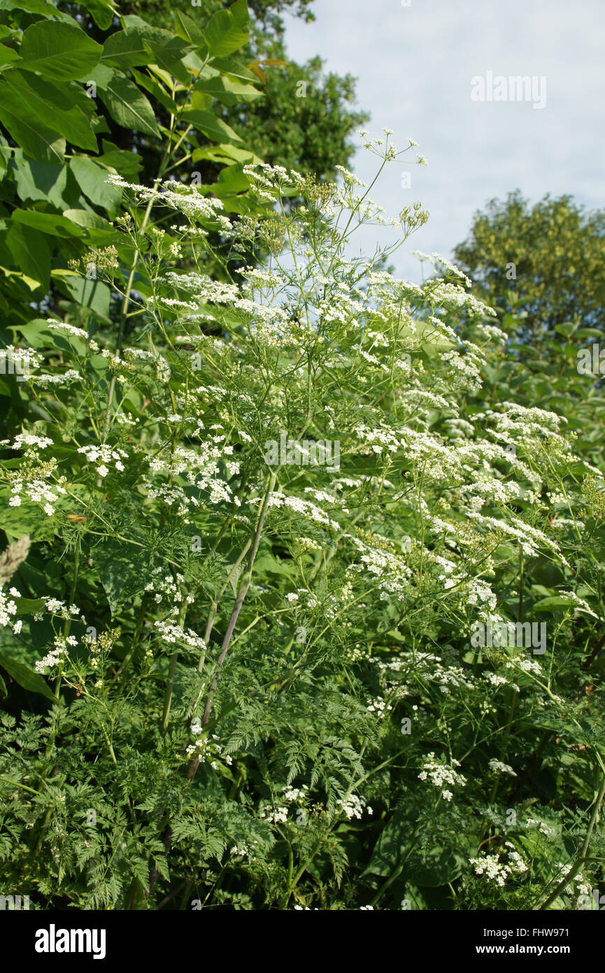 Conium maculatum, Hemlock Stock Photo Alamy