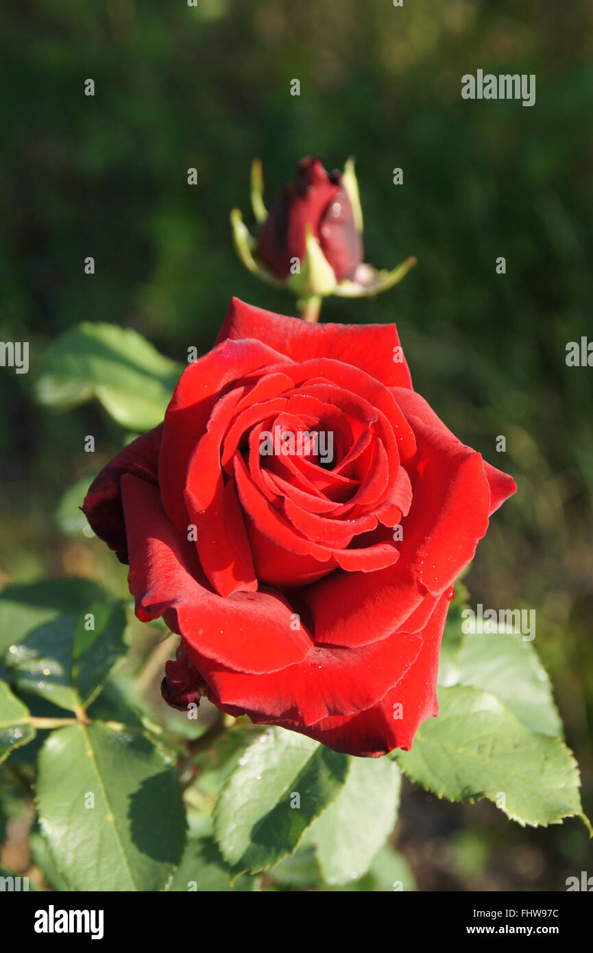 Rosa Erotika, Hybrid-rose Stock Photo - Alamy