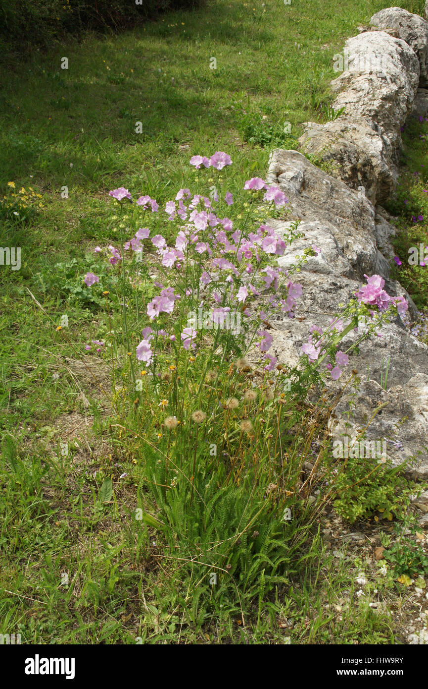 Malva moschata, Musk-mallow Stock Photo