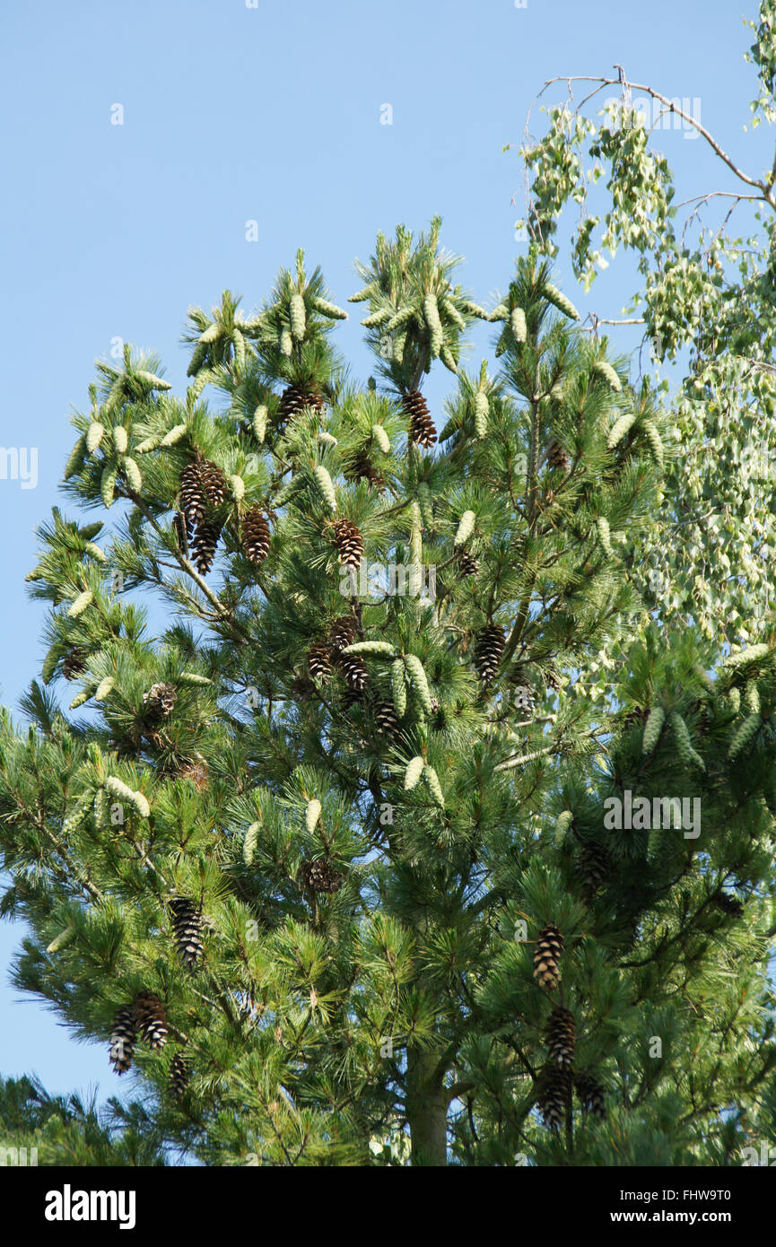 Pinus peuce, Macedonian pine Stock Photo