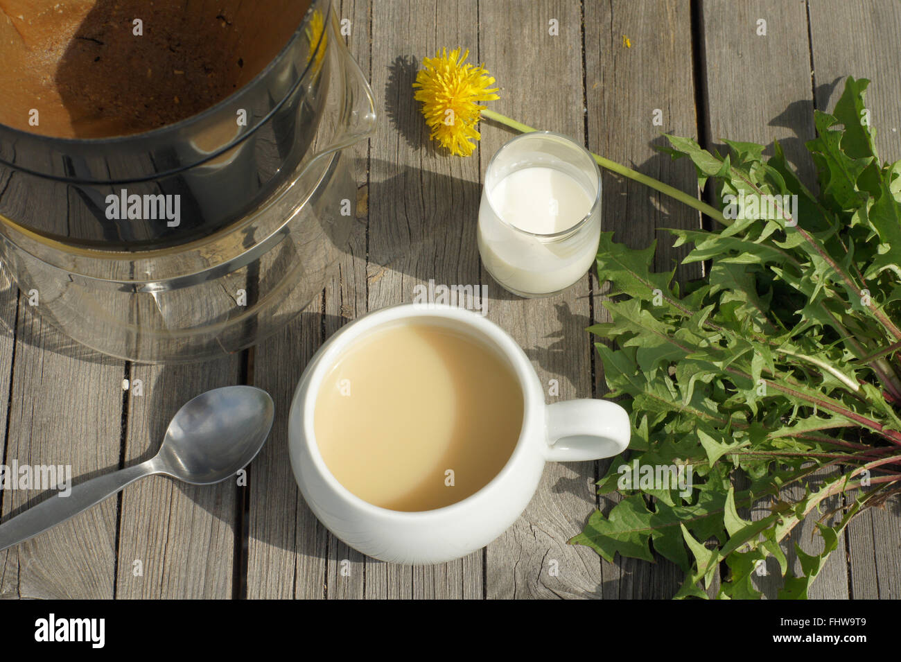 Taraxacum officinale, Dandelion, making coffee Stock Photo Alamy