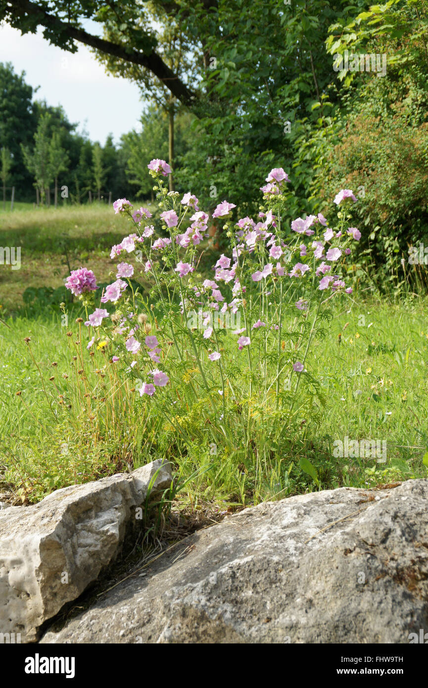 Malva moschata, Musk-mallow Stock Photo