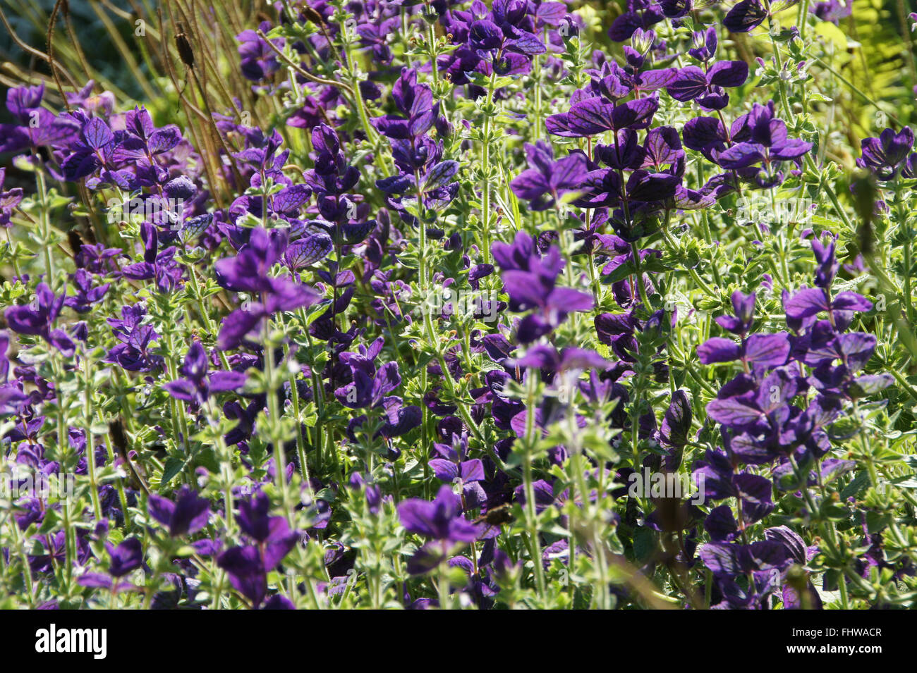 Salvia farinacea, Mehliger Salbei, Mealy sage Stock Photo