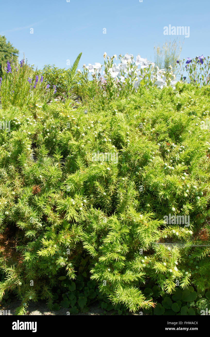 Juniperus conferta, Shore juniper Stock Photo