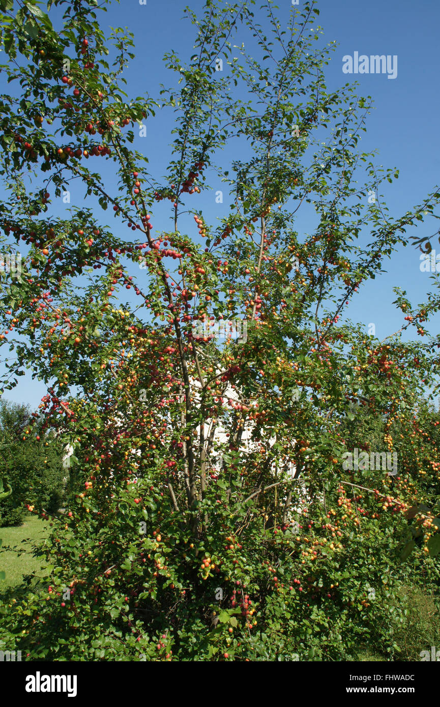 Prunus cerasifera, Cherry plum Stock Photo