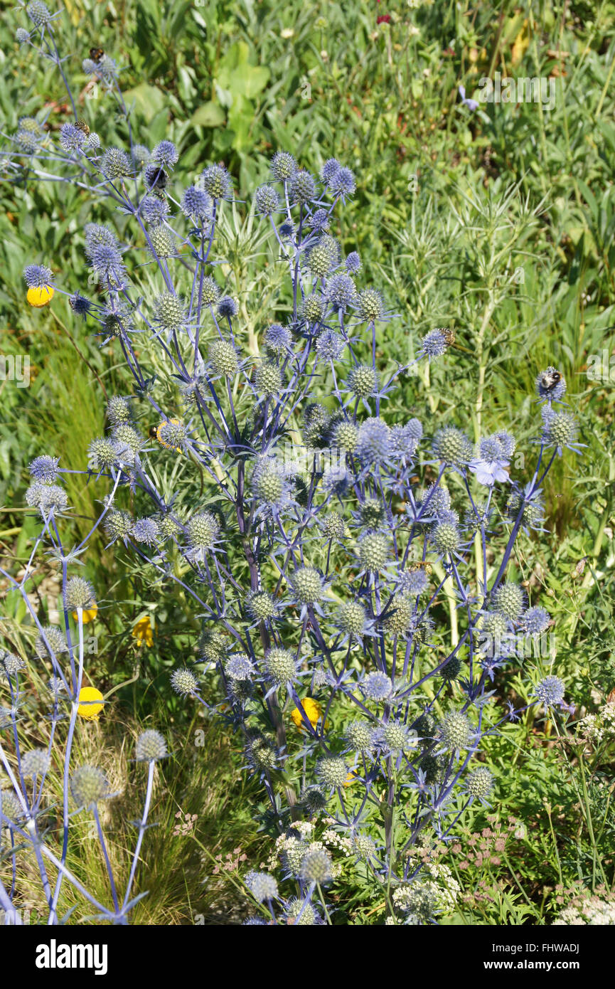 Eryngium planum Blaukappe, Sea holly Stock Photo Alamy