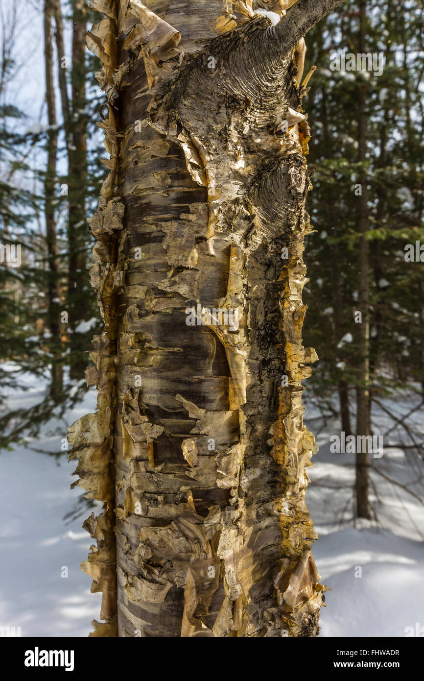 Alleghaniensis High Resolution Stock Photography and Images Alamy