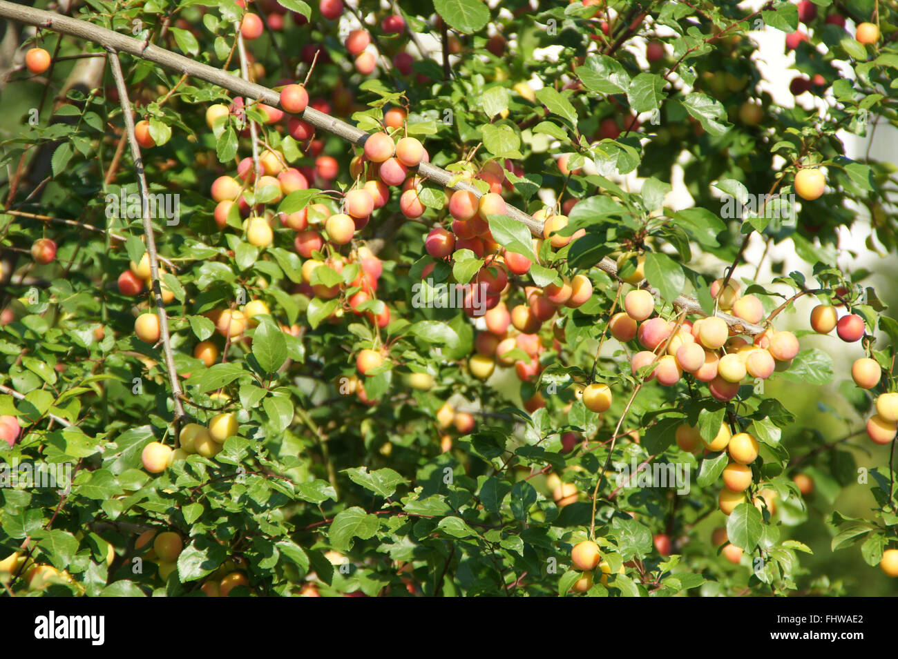 Prunus cerasifera, Cherry plum Stock Photo