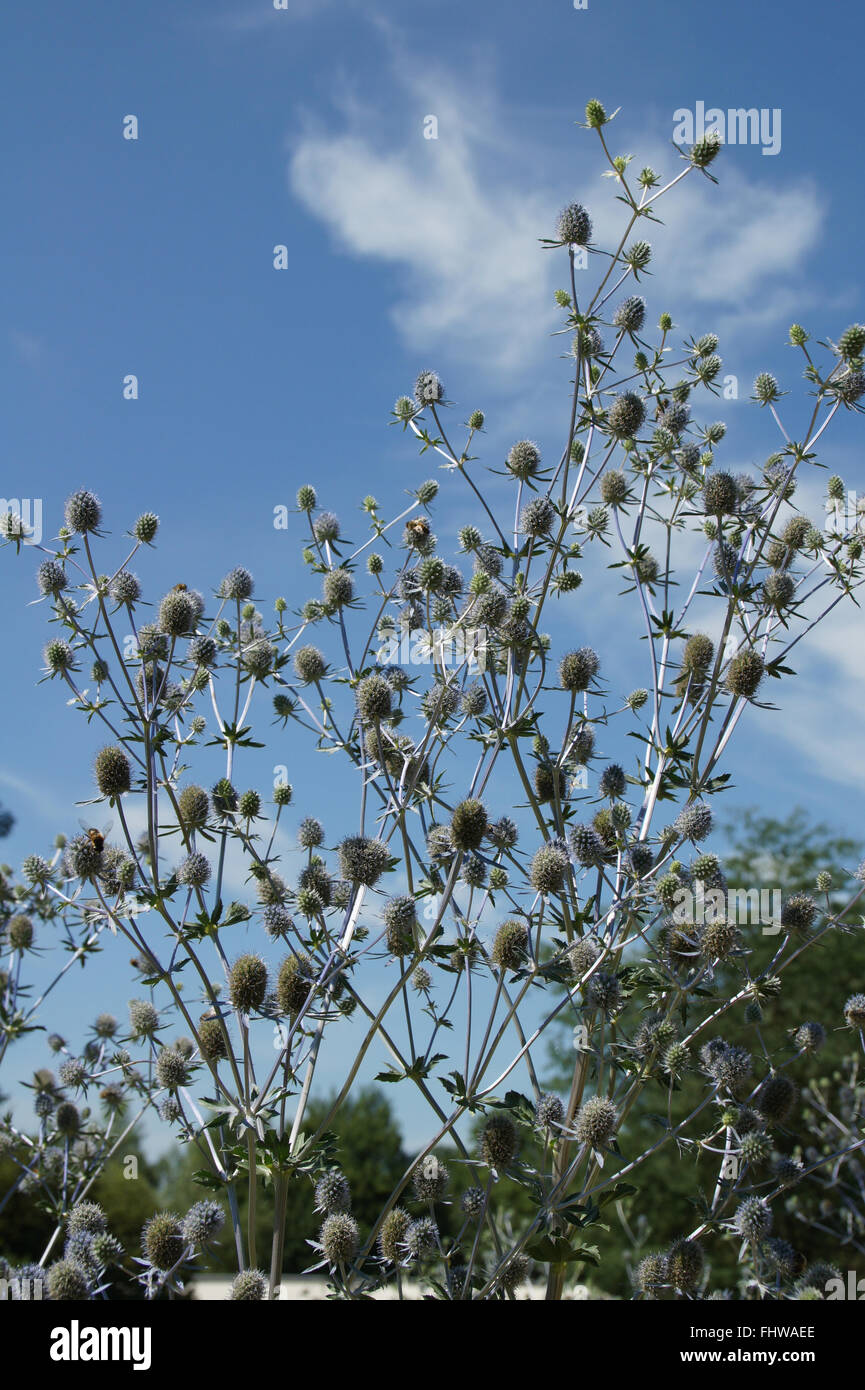 Eryngium planum Blaukappe, Sea holly Stock Photo Alamy