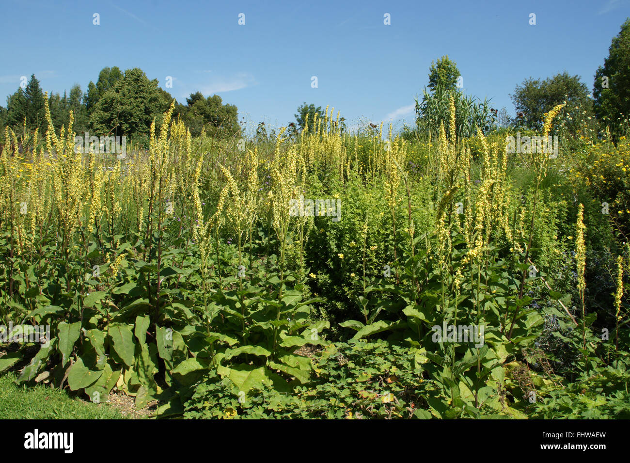 Verbascum nigrum, Black mullein Stock Photo