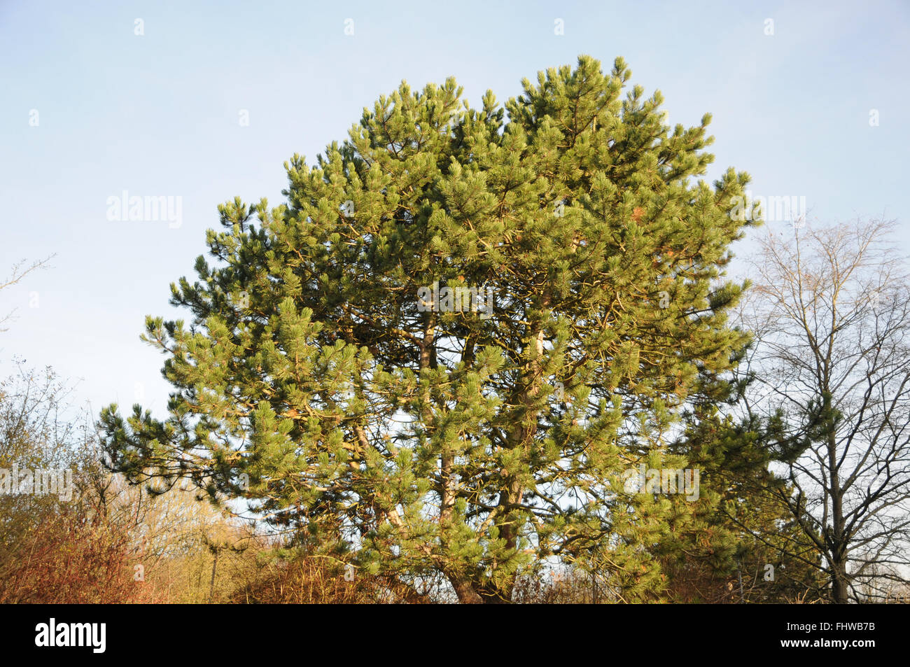 Pinus nigra, Black pine Stock Photo