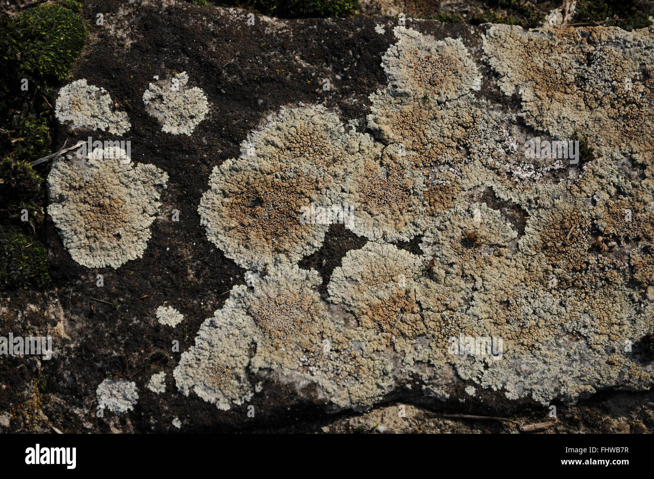 Lecanora muralis, Rim lichen Stock Photo