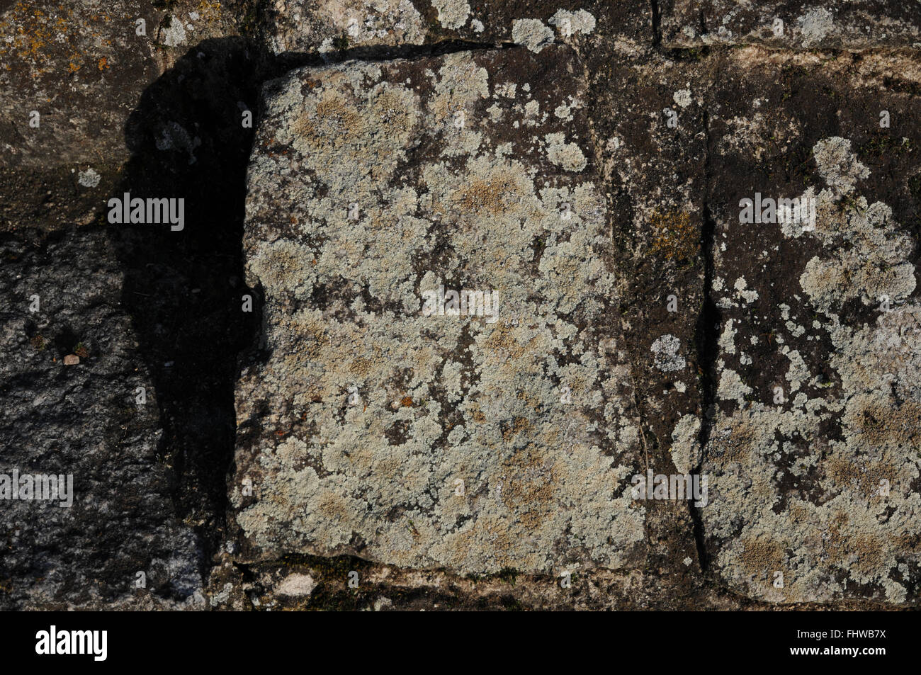 Lecanora muralis, Rim lichen Stock Photo