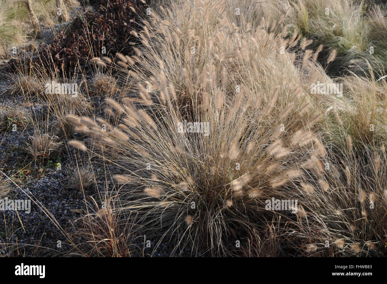 Pennisetum alopecuroides, Fountain grass Stock Photo