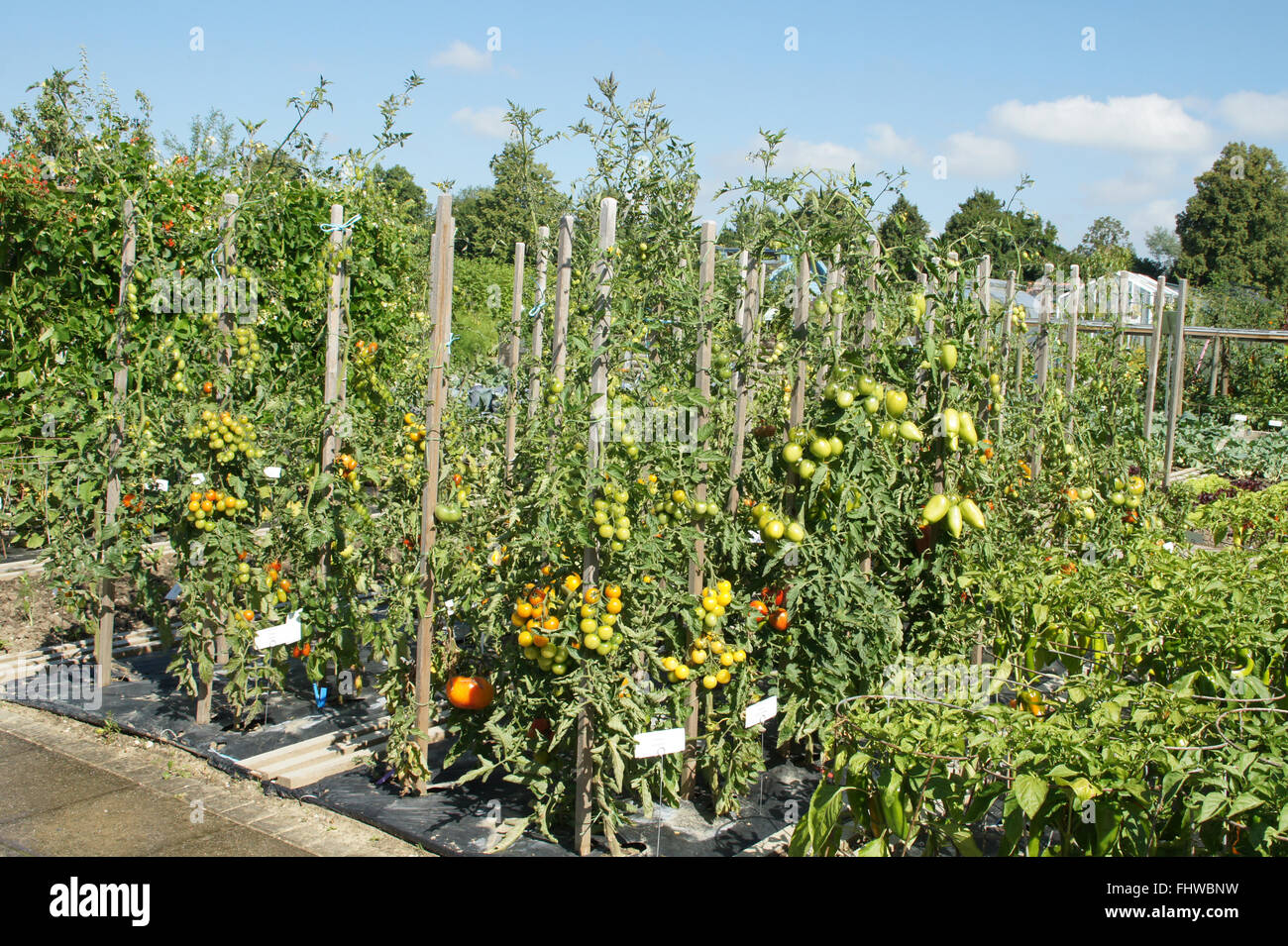 Lycopersicum esculentum, Tomato, Sorten Stock Photo
