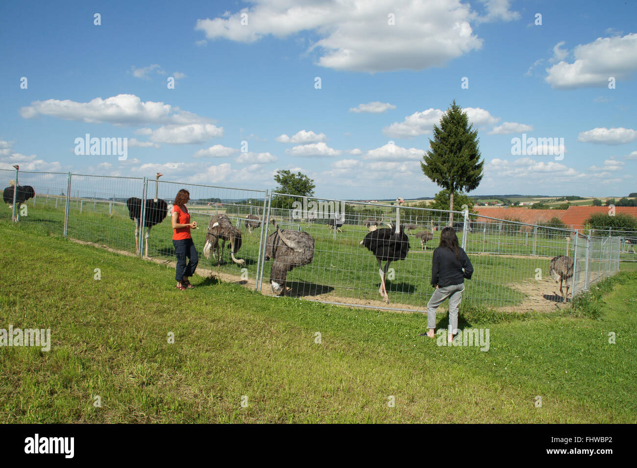 Struthio camelis, African ostrich Stock Photo