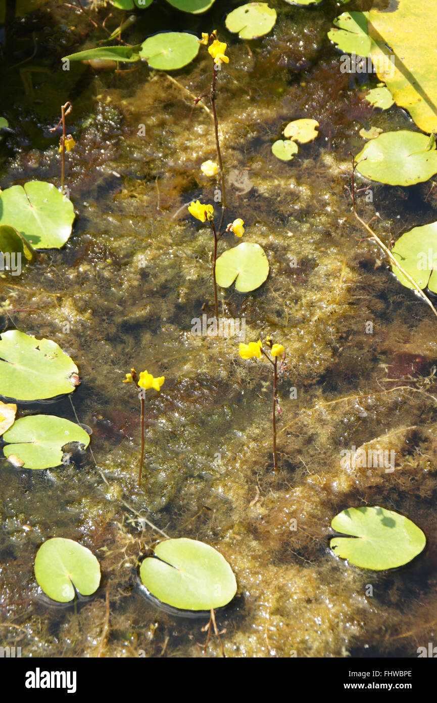 Utricularia vulgaris, Bladderwort Stock Photo