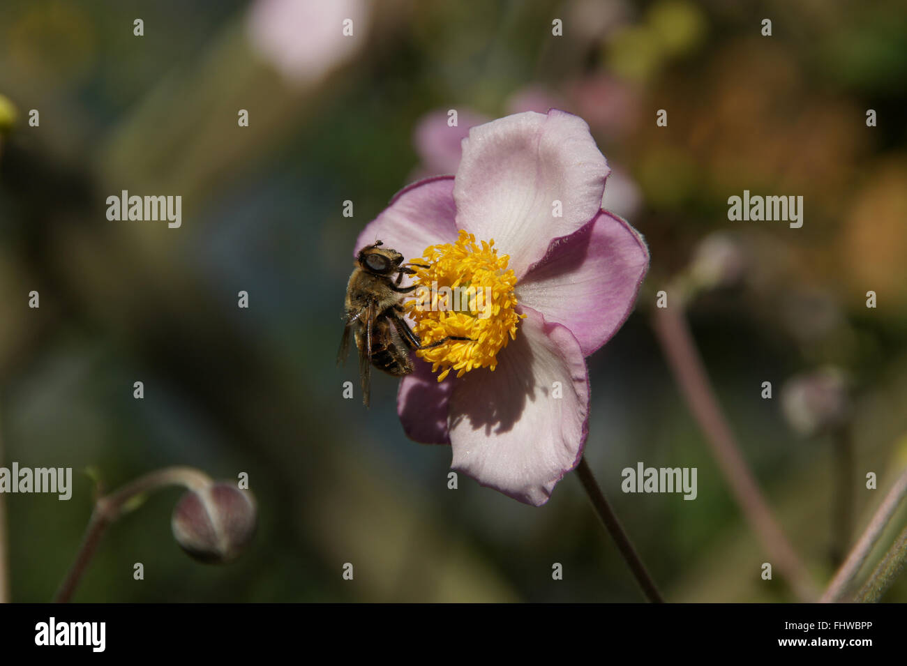 Anemone japonica, Japanese anemone, with bee Stock Photo