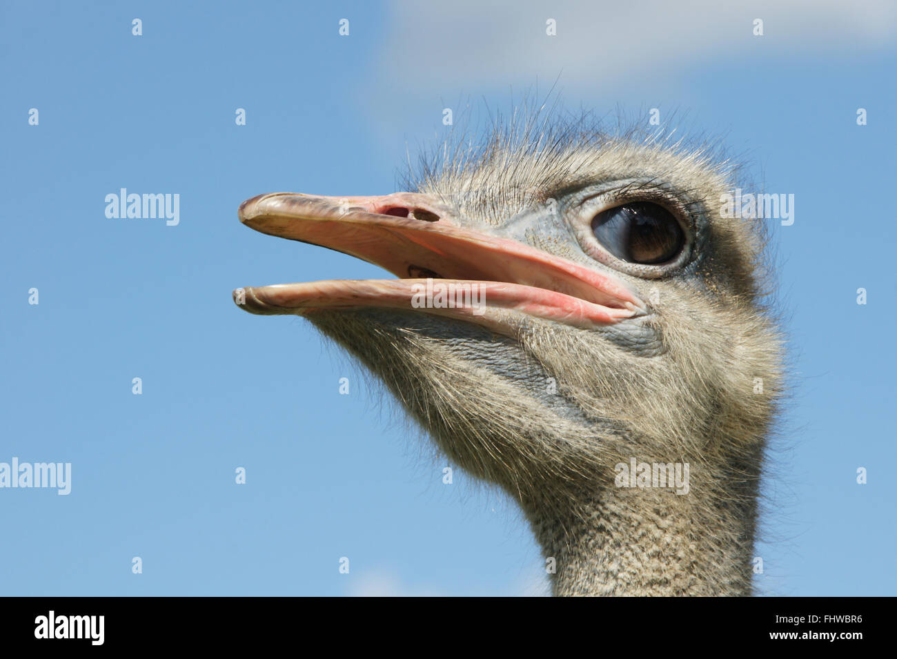 Struthio camelis, African ostrich Stock Photo