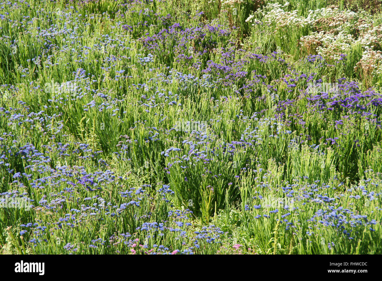Limonium latifolium, Sea lavender Stock Photo - Alamy