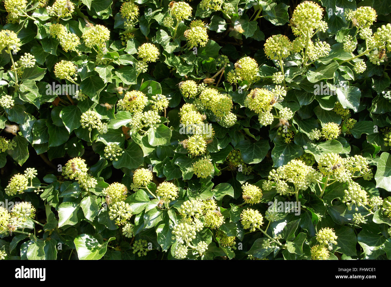 Hedera helix, Ivy, flowers with wild bees Stock Photo