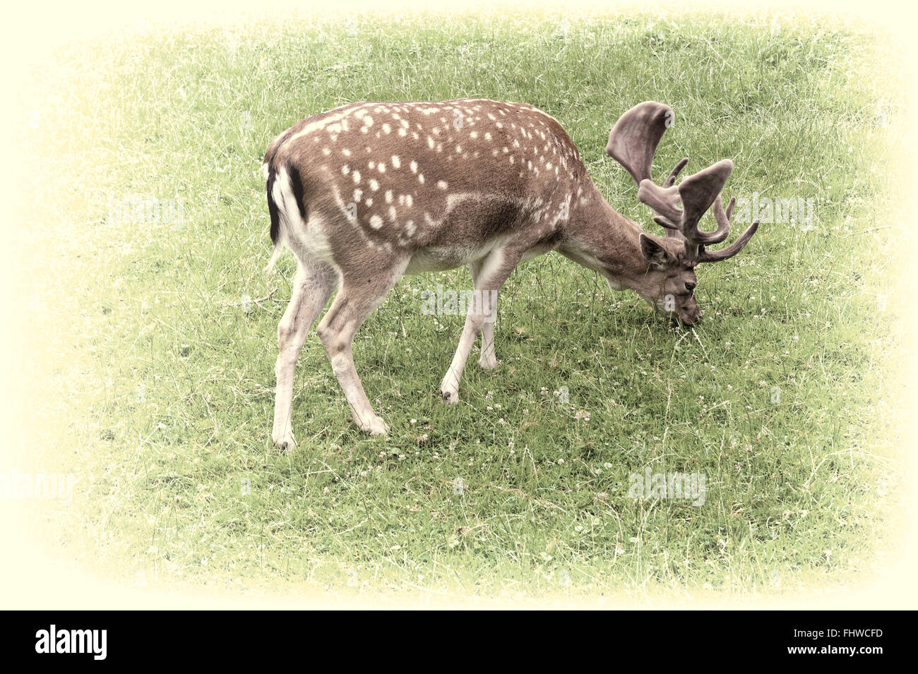 Grazing deer hi-res stock photography and images - Alamy - Grazing Dogs With Deer