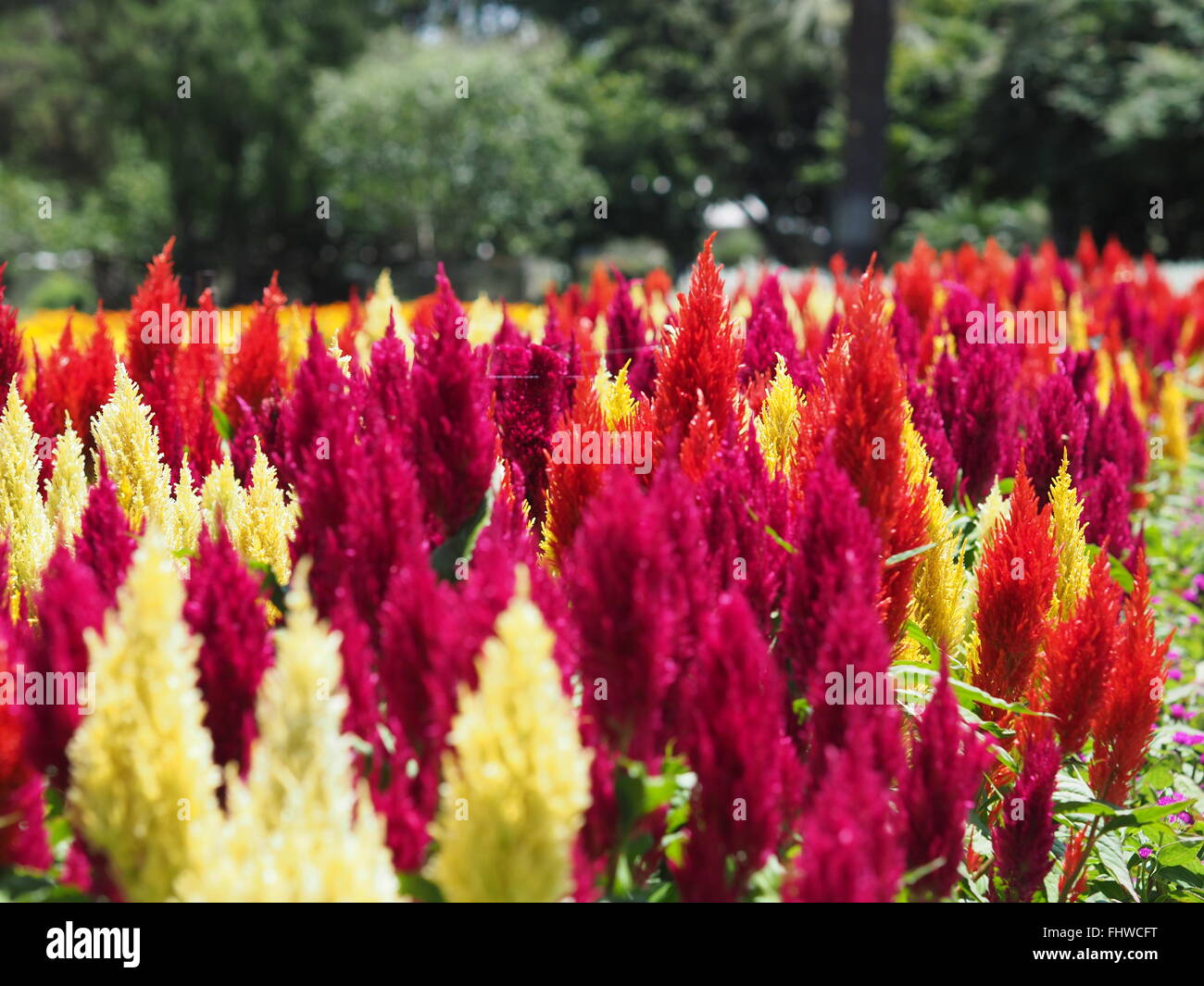 Red, purple and white flowers in garden bed in large garden or park setting with room for header Stock Photo