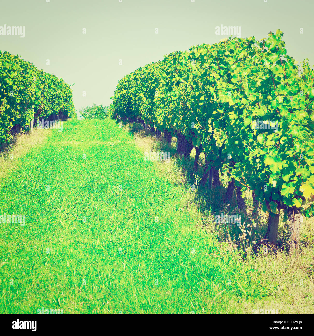 Rows of Vines Stock Photo Alamy