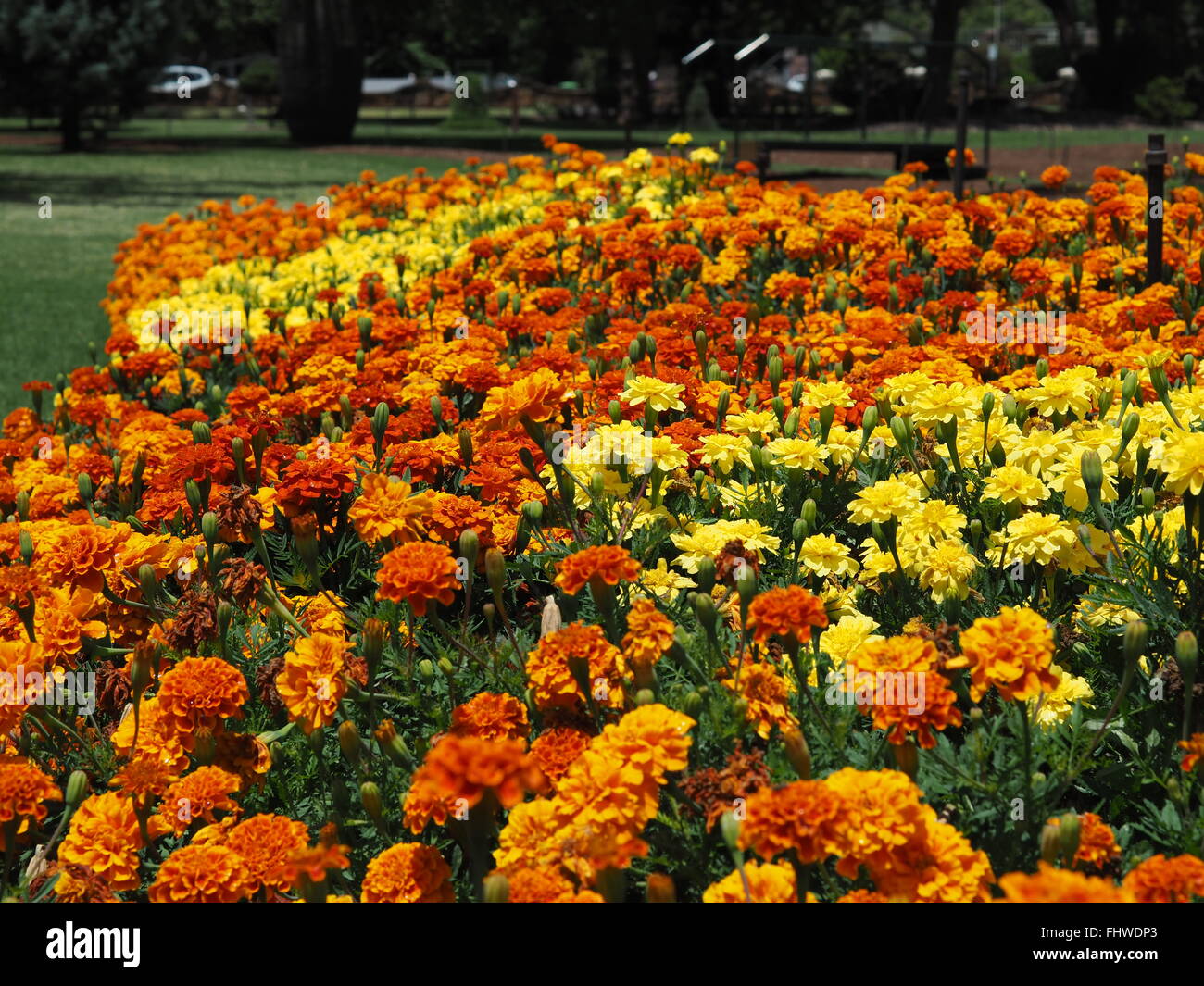 orange and yellow chrysanthemums in flower bed in large garden or park