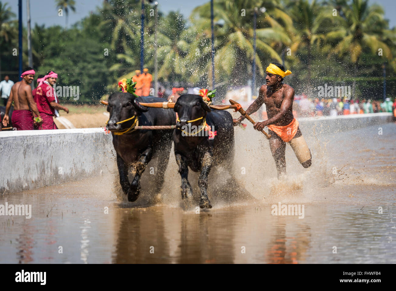 Buffalo race celebration in Western Karnataka, India Stock Photo